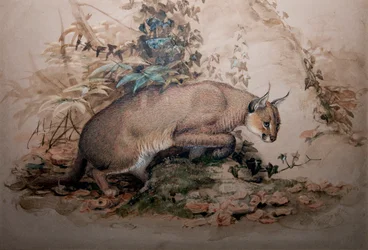 Caracal, 1851-69